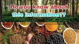Madikeri Spices | spices garden | coorg coffee estate | must know information about spices