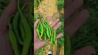 Best Quality G4 Chilli Export Dubai