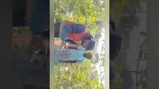 #Bottle gourd,Best Hybrid, excellent performance,good tolerant to fungal disease Downey mildews 