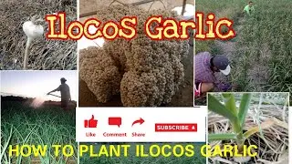 HOW WE PLANT GARLIC IN ILOCOS NORTE, PHILIPPINES #farming#farmlife #ilocosgarlic #ilocanovloggerdoha