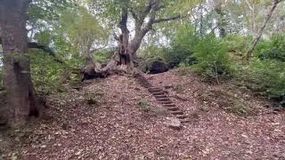 Famous Chained Oak