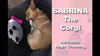 One minute of adorable rope chewing - Sabrina the Corgi