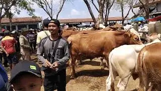 Harga Grosiran !!! Dari berbagai daerah datang untuk membeli sapi mulai 6 jutaan bahkan lebih