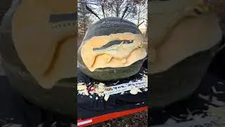 563lb (255kg) giant green squash bass fish carving