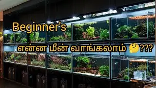 Top 4 fish🐟for beginners |Low maintenance Fish in Tamil@SJFishyWorld