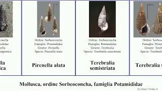 Mollusca, ordine Sorbeoconcha, famiglia Potamididae pirenella alata sulcata Cerithidea Terebralia