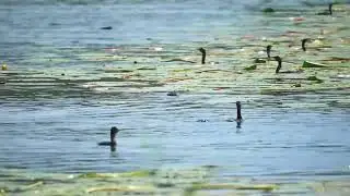 Pygmy Cormorant (Microcarbo pygmaeus) feeding - Skadarsko Jezero near Karuč (Montenegro) 20-7-2016