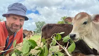 Situation of cows of far West Nepal