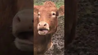 Guy Mimics Cow's Tongue Movements