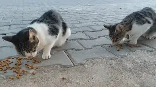 Love and feed stray cats; they are quiet creatures.
