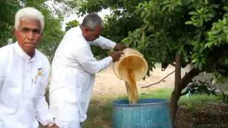 Jeevamrit Praparation | जीवामृत बनाने की विधि | Shashwat Yogic Kheti