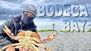 BODEGA BAY crab snaring for DUNGENESS CRABS