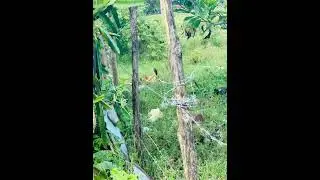 La Jina, cerca de Genimo y la Enea, provincia Duarte