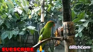 Dancing hanging parrot 🦜 |MALE AND FEMALE PHILIPPINE HANGING PARROT 🦜🦜🦜