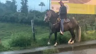 Caballo Moro trot&oacute;n galopero criollo colombiano