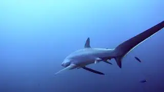 Central Visayas/Southern Luzon Dive 2nd edit