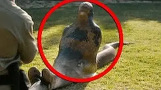 Giant Snake - Anaconda Eats Man Alive part 2