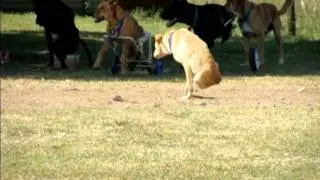 EL CAMPITO REFUGIO  