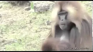 University of Michigan study shows monkey has human speech
