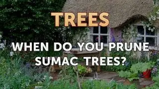 When Do You Prune Sumac Trees?