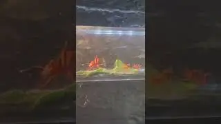 Haus des Meeres: Ants in Action 🐜 | Aquarium & Zoo Vienna