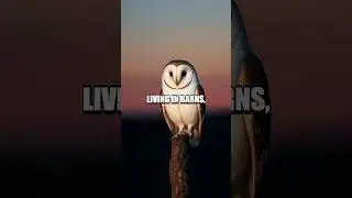 The Silent Hunters of the Night: The Barn Owl's Secret Life