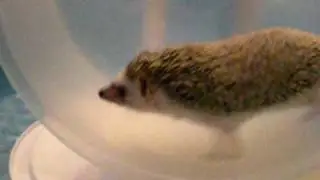 Lulu the hedgehog running on her wheel