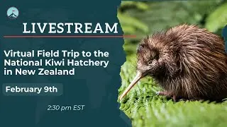 Virtual Field Trip to the National Kiwi Hatchery in New Zealand