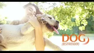 Prescription Dog