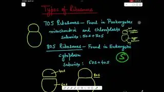 Ribosomes#ncert#biology#10+1#neet