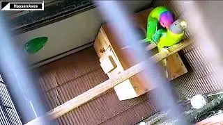 Plum Head Parrot Mating  ( An old video )