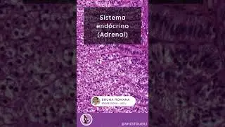 Histologia - Adrenal