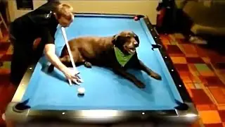 BEST POOL & SNOOKER TRICK SHOTS!