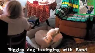 My pet singing when i Play music in a band | funny dogs dance and songs @BabyPetTube