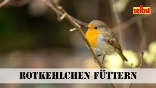 Rotkehlchen f&uuml;ttern &ndash; oder nicht?