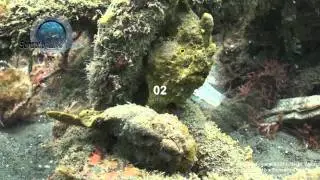 2 Frog Fish (One Kicks Another!) Underwater Stock Footage Video.mp4