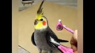 #Bird drawing #Realistic bird pencil drawing #art #watercolor #shorts | How to draw