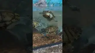 لا اله الا الله