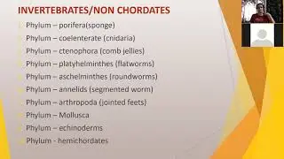 Phylum- Porifera, #animalkingdom #invertebrates #class11biology #medicalneet