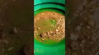 Panning gold! #coolness #goldpanning #gold #goldhunting #viral #adventure #panning