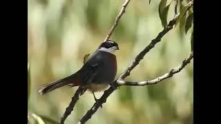 endemic birds in south america peru