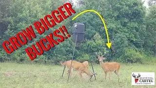 Do Deer Minerals Really Work??? Good News!