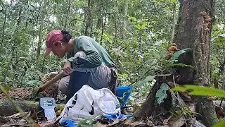 Un viaje por Tiputini, explorando ra&iacute;ces de guaba (Yasun&iacute;, Ecuador)