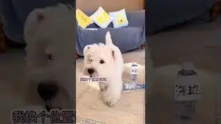 [Ice Cream Doesn't Grow Tall] Let the expressive puppy choose for itself #dogs #WestHighlandIceCr...
