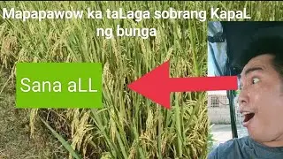 LongPing 2096 super Hybrid Rice (300-400 Butil sa isang Puno)sobrang KapaL