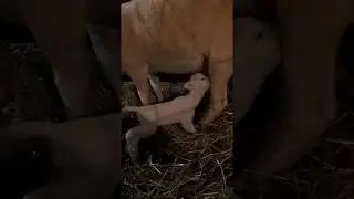 The silly bottle lamb is back in the barn.