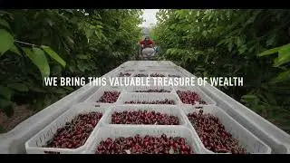 Nature South, chilean fruits to the world