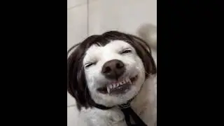 Laughing Dog 😂 #youtubeshorts  #viral
