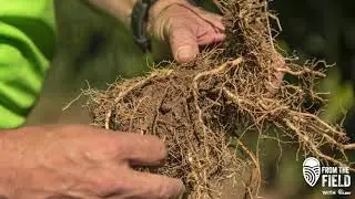 From the Field - Corn Root Health