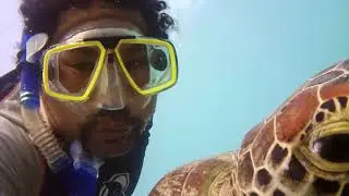 Swimming with turtle in the Red Sea. Снорклинг с черепахами в Красном море.